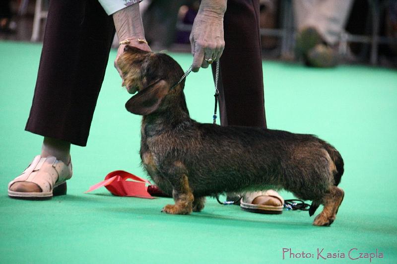 Crufts2011_2 1637.jpg